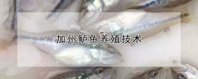 加州鱸魚養(yǎng)殖技術