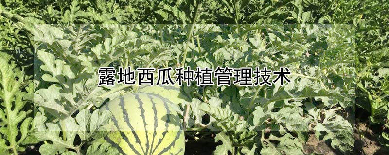 露地西瓜種植管理技術