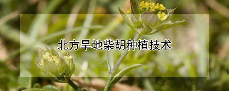 北方旱地柴胡種植技術(shù)