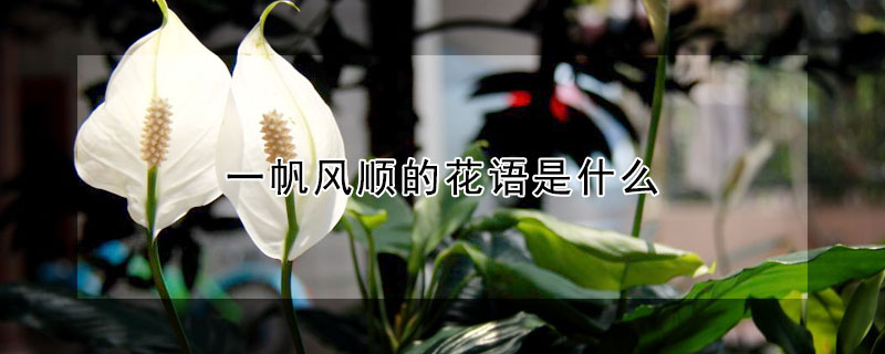 一帆風順的花語是什么