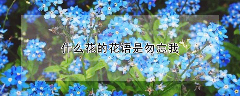 什么花的花語是勿忘我