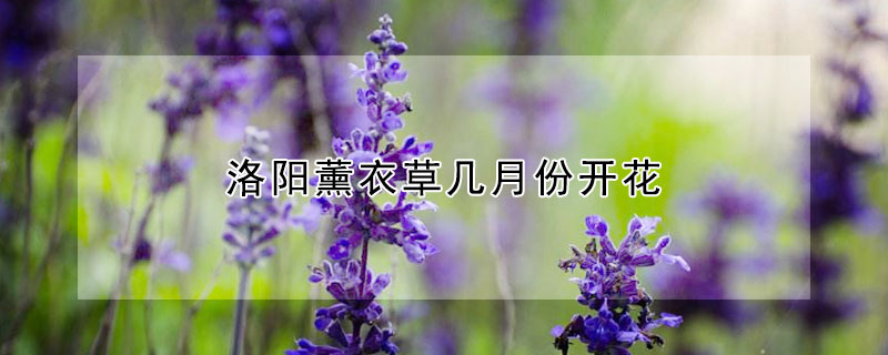 洛陽薰衣草幾月份開花