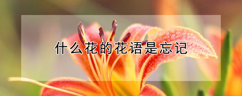 什么花的花語是忘記