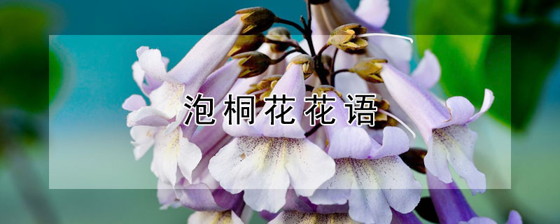 泡桐花花語