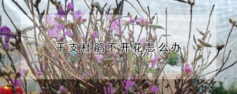 干支杜鵑不開花怎么辦