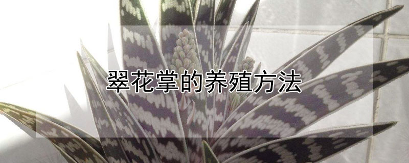 翠花掌的養(yǎng)殖方法