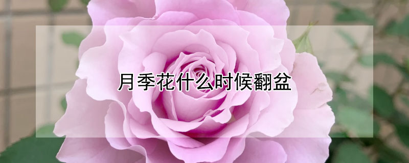 月季花什么時候翻盆