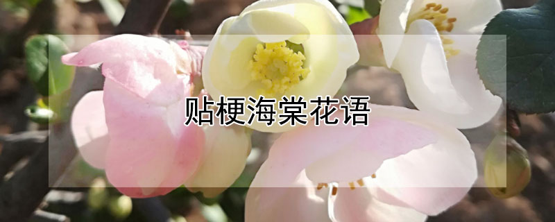 貼梗海棠花語