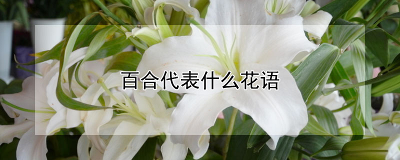 百合代表什么花語