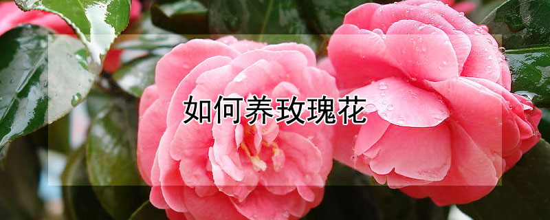 如何養(yǎng)玫瑰花