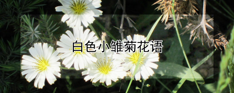 白色小雛菊花語