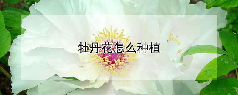 牡丹花怎么種植