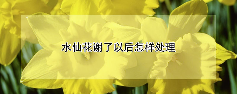 水仙花謝了以后怎樣處理