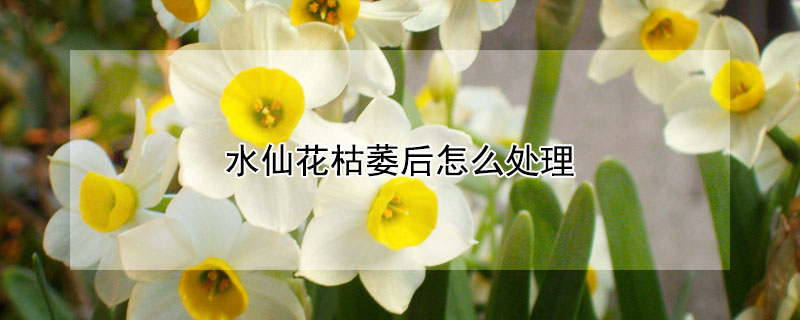 水仙花枯萎后怎么處理