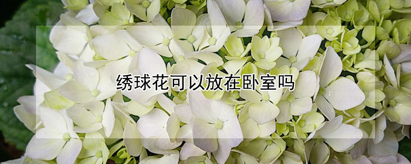 繡球花可以放在臥室嗎