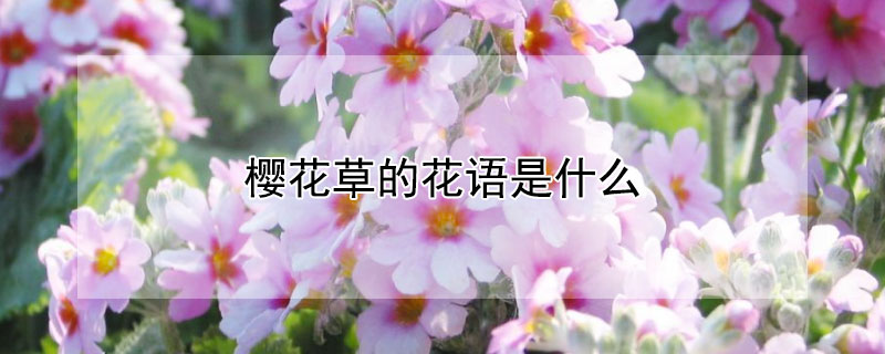 櫻花草的花語是什么