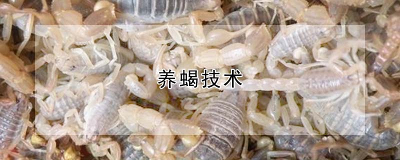 養(yǎng)蝎技術