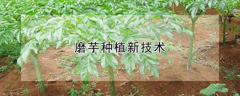 磨芋種植新技術