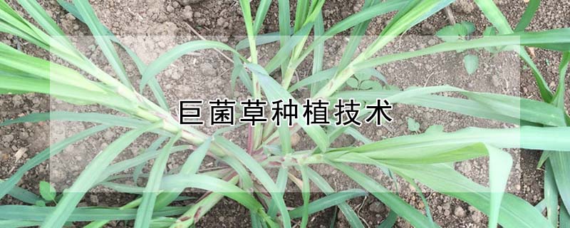 巨菌草種植技術(shù)