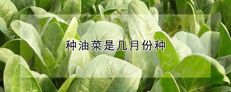 種油菜是幾月份種