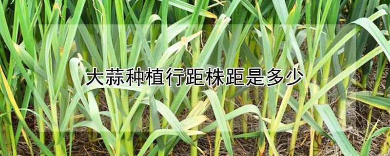 大蒜種植行距株距是多少