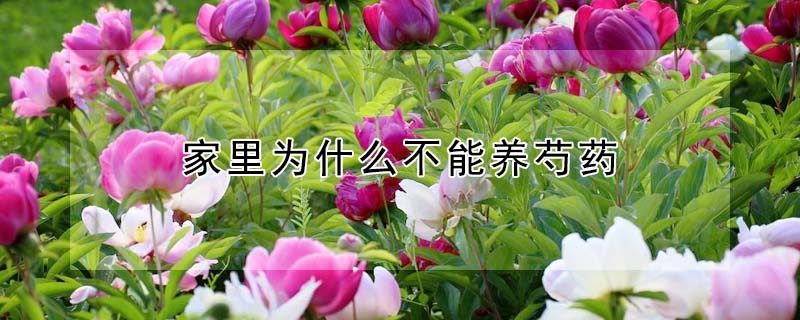 家里為什么不能養(yǎng)芍藥