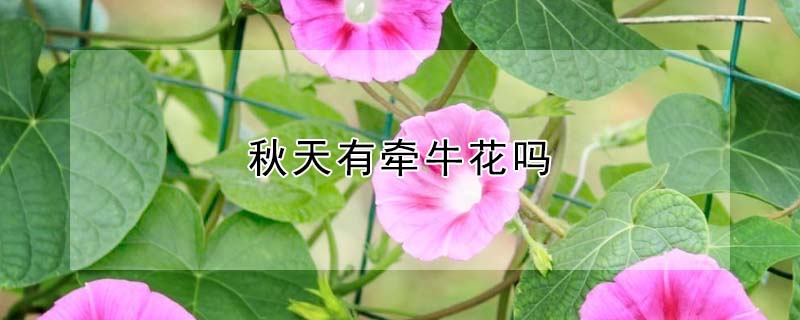 秋天有牽牛花嗎