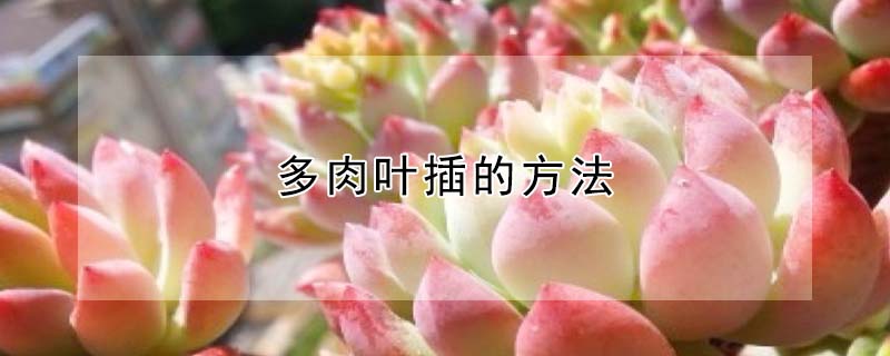 多肉葉插的方法