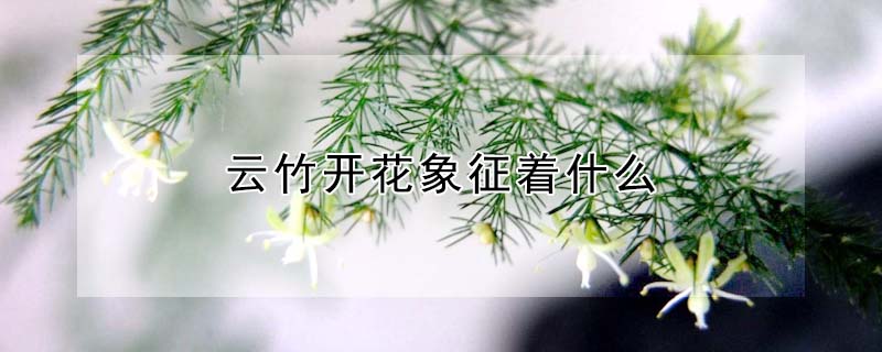 云竹開花象征著什么