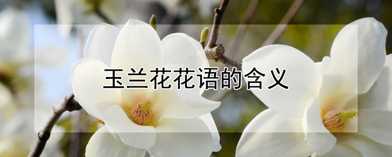 玉蘭花花語的含義