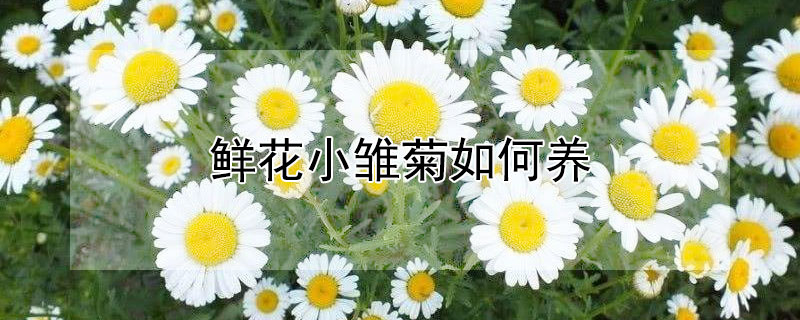 鮮花小雛菊如何養(yǎng)