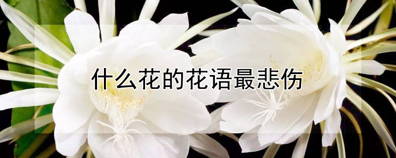 什么花的花語最悲傷