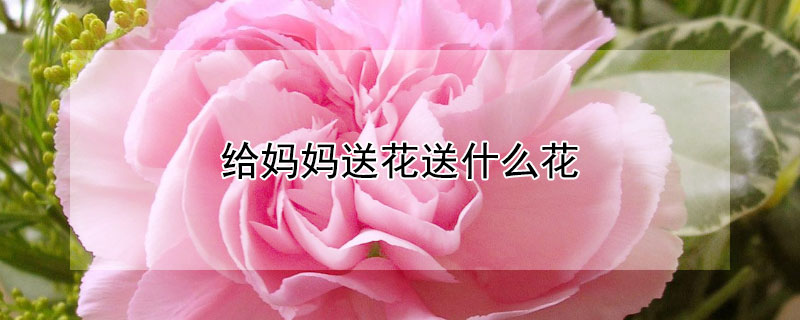 給媽媽送花送什么花