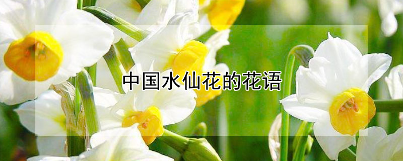 中國(guó)水仙花的花語