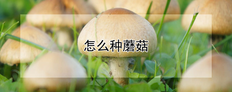 怎么種蘑菇