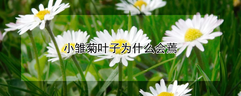 小雛菊葉子為什么會蔫