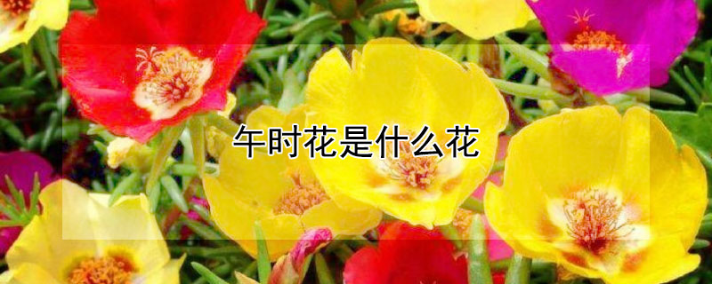 午時花是什么花