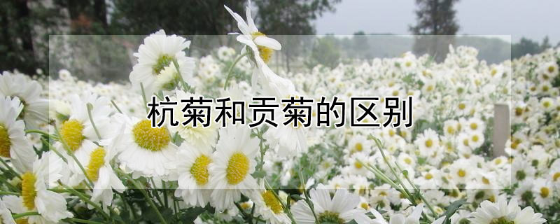 杭菊和貢菊的區(qū)別