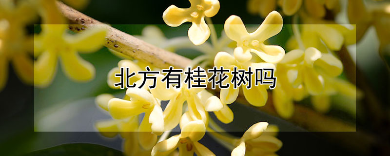 北方有桂花樹(shù)嗎