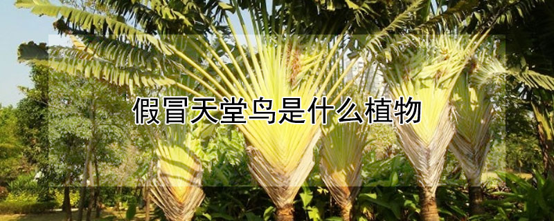 假天堂鳥是什么植物