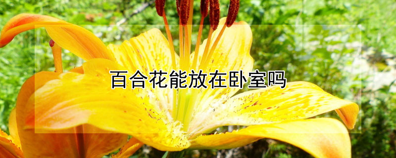 百合花能放在臥室嗎