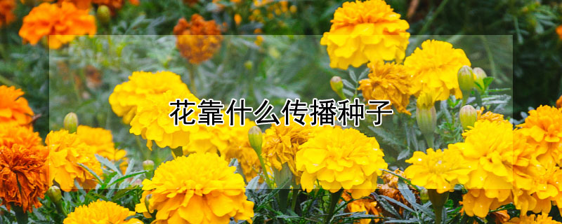 花靠什么傳播種子