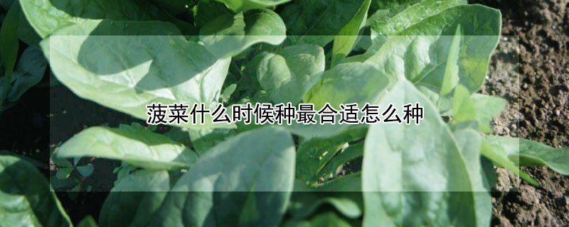 菠菜什么時(shí)候種最合適怎么種