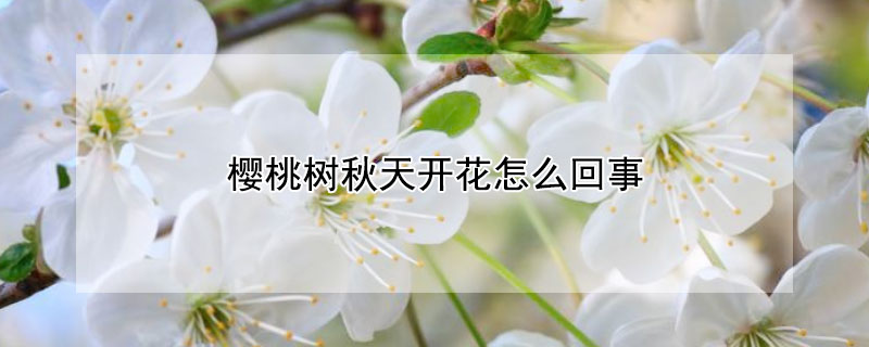 櫻桃樹秋天開花怎么回事