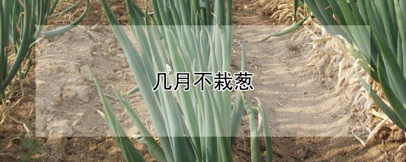 幾月不栽蔥