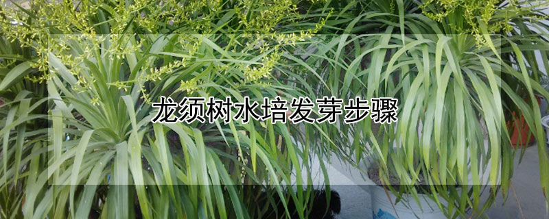 龍須樹水培發(fā)芽步驟