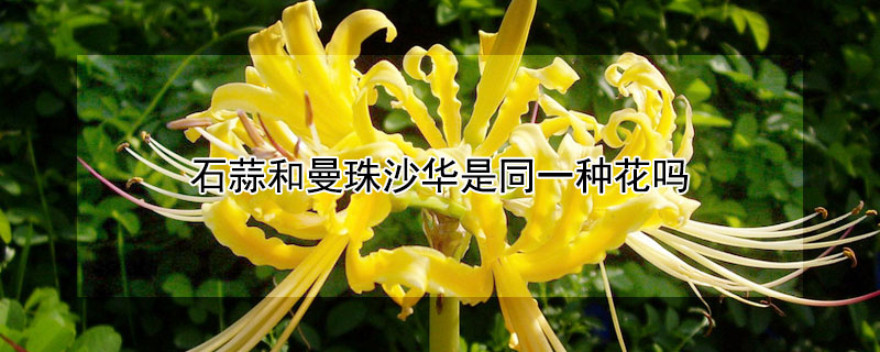 石蒜和曼珠沙華是同一種花嗎