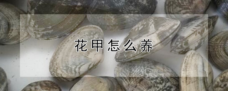 花甲怎么養