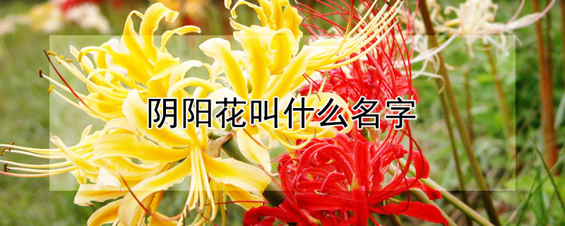 陰陽花叫什么名字