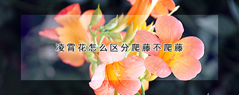 凌霄花怎么區分爬藤不爬藤